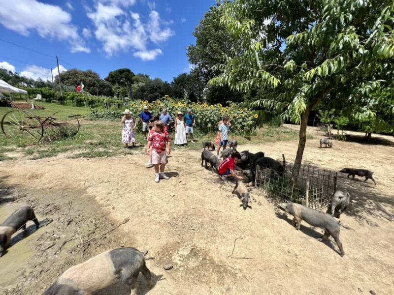 Montepulciano: Pig Farm Tour with Traditional Lunch - An In-Depth Look at the Experience