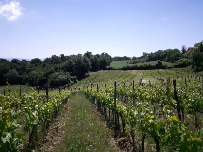 Montepulciano: Wine Tasting & Lunch - Fiorentina Steak - What the Reviews Say