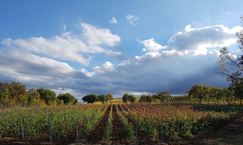 Montepulciano: Winery Tour, Tasting, and Vineyard Picnic - The Experience in Detail