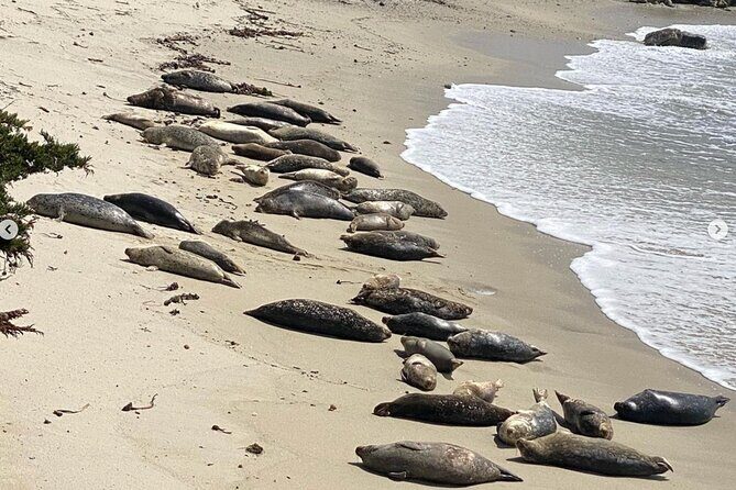 Monterey 17-Mile Drive Electric Bike Guided Tour - A Closer Look at the Experience