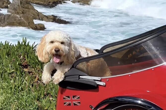 Monterey Bay Famous Dog Friendly Electric Bike and Sidecar Tour - FAQs