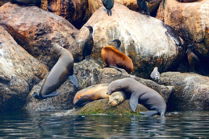 Monterey Bay Full-Day Kayak Rental: Otters, Seals and Sea Lions - Key Points