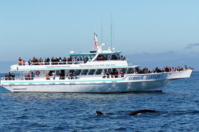 Monterey Bay Whale Watching - What to Expect from the Monterey Bay Whale Watching Tour