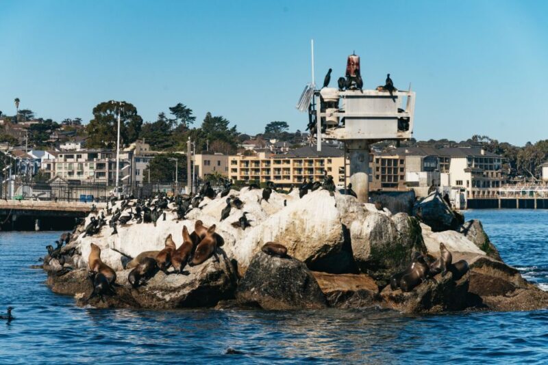 Monterey Bay: Whale Watching Tour - Why This Whale Watching Tour Stands Out