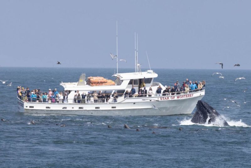 Monterey: Monterey Bay Dolphin and Whale Watching Boat Tour - An In-Depth Look at the Monterey Bay Dolphin and Whale Watching Tour