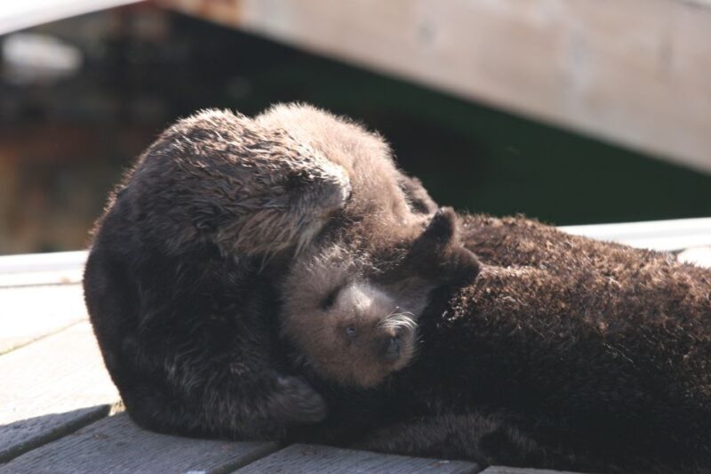 Monterey: Monterey Bay Dolphin and Whale Watching Boat Tour - Final Thoughts