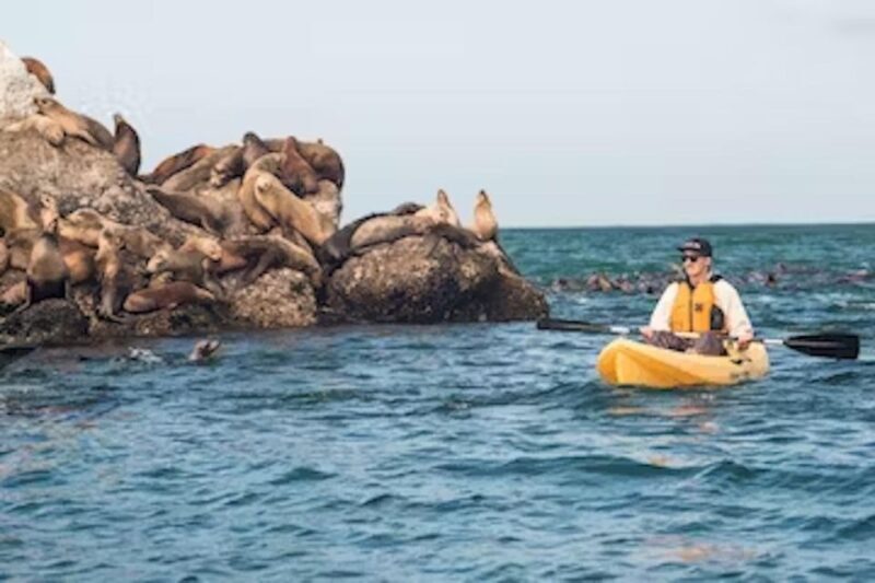 Monterey: Pebble Beach Kayak Tour - Practical Tips for Making the Most of Your Kayak Tour