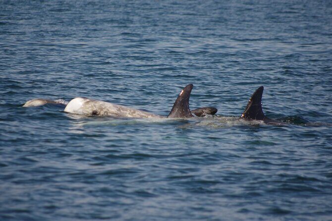 Monterey Private 3 - 4 Hour Whale Watching Cruise - Who Is This Tour Best For?