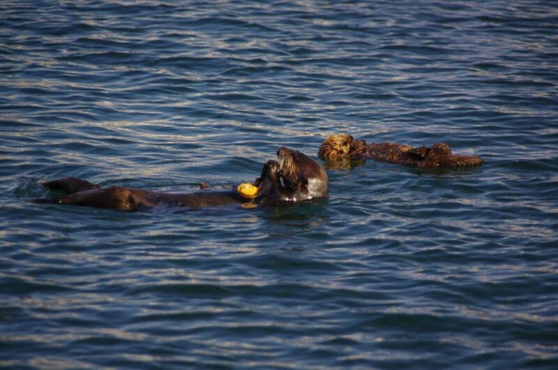 Monterey: Private Whale Watching/Sailing Tour for 6 - Final Thoughts