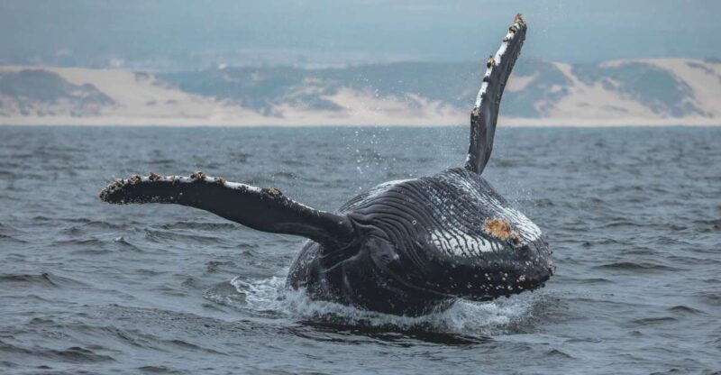 Monterey: Sunset Whale Watching Cruise with A Guide - The Itinerary and What You Can Expect