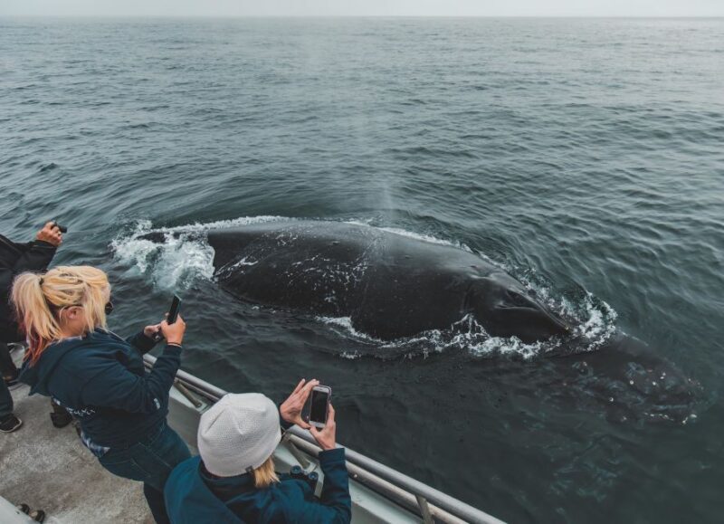 Monterey: Sunset Whale Watching Cruise with A Guide - Practicalities: What to Bring and Considerations