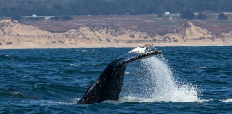 Monterey: Sunset Whale Watching Cruise with A Guide - The Value for Money