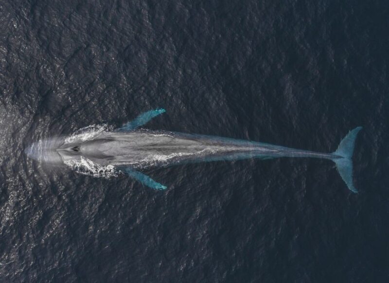 Monterey: Sunset Whale Watching Cruise with A Guide - Final thoughts: Is This Cruise Right for You?