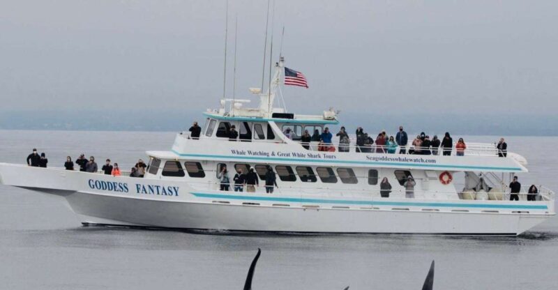 Monterey: Whale Watching Cruise - Setting the Scene: What to Expect