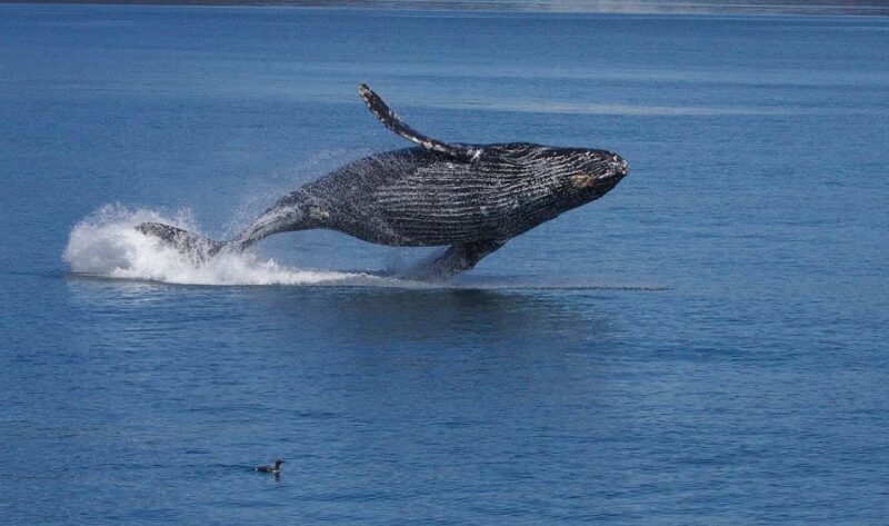 Monterey: Whale Watching Cruise - Who Will Love This?