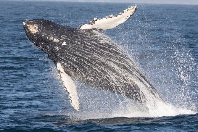 Monterey Whale Watching Tour - Key Points