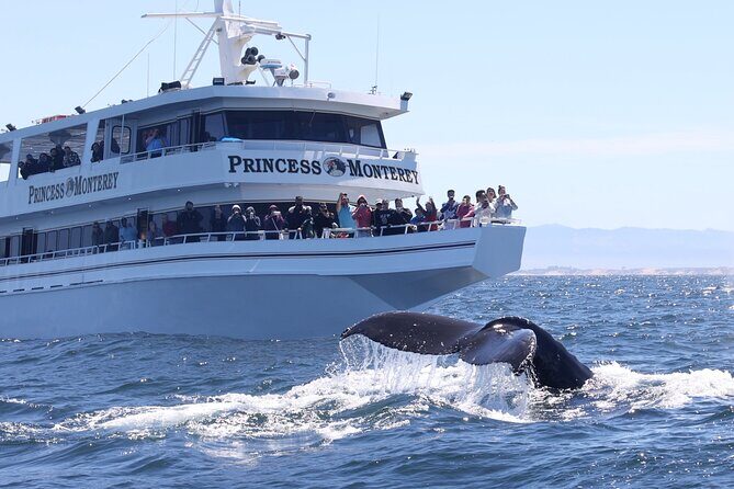 Monterey Whale Watching Tour - Who Will Love This Tour?
