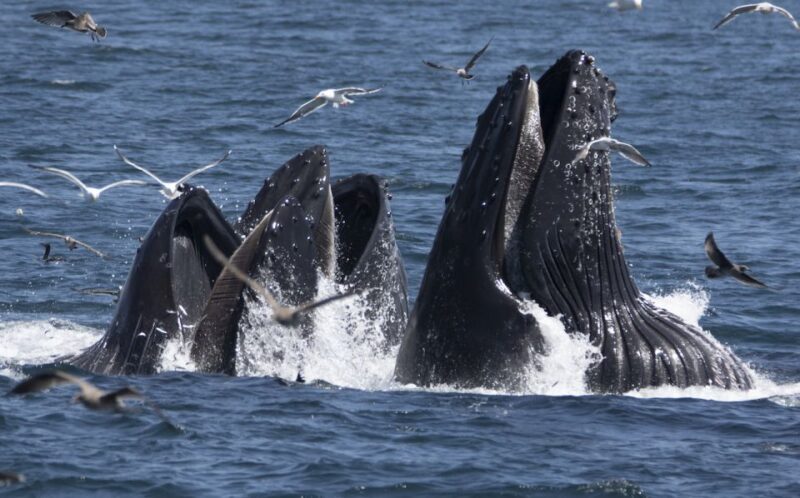 Monterey: Whale Watching Tour with A Marine Guide - An In-Depth Look at the Experience