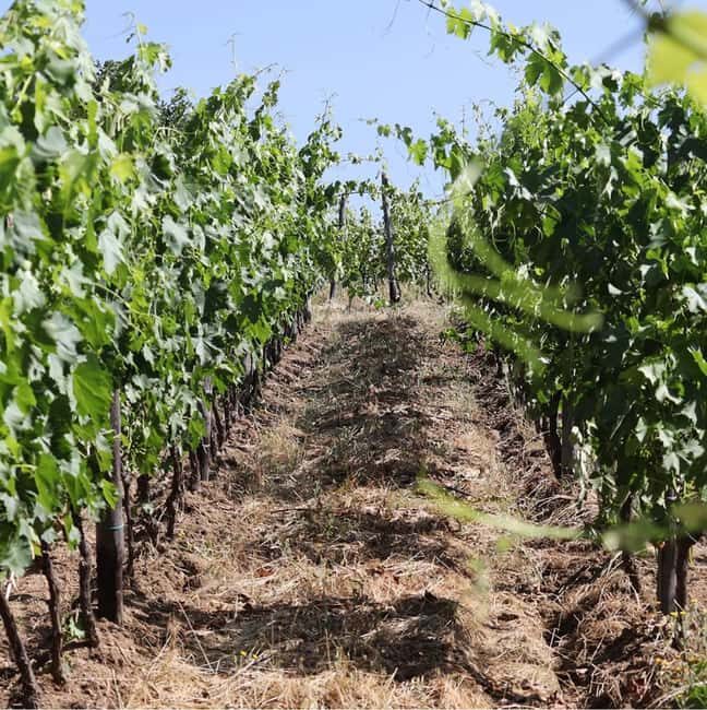 Montevarchi: tour of the estate and tasting of 5 wines, 1 oil - Final Thoughts