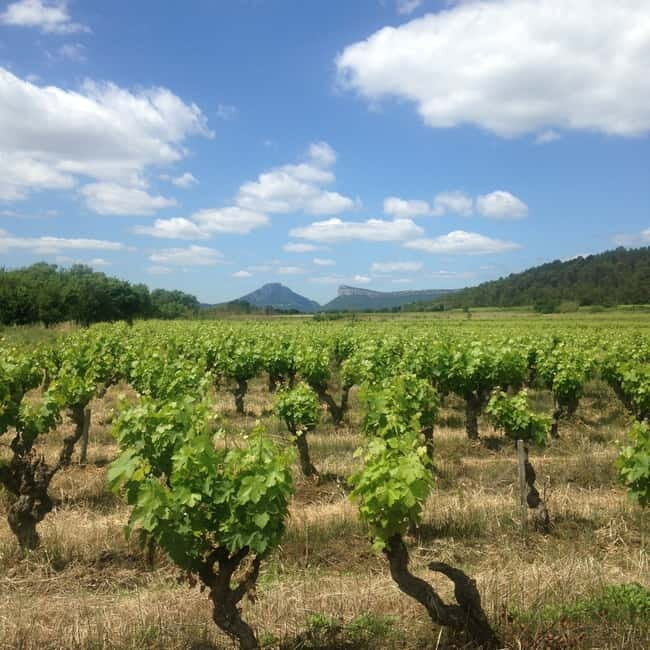 Montpellier: Pic Saint-Loup Wine Tour - Final Thoughts