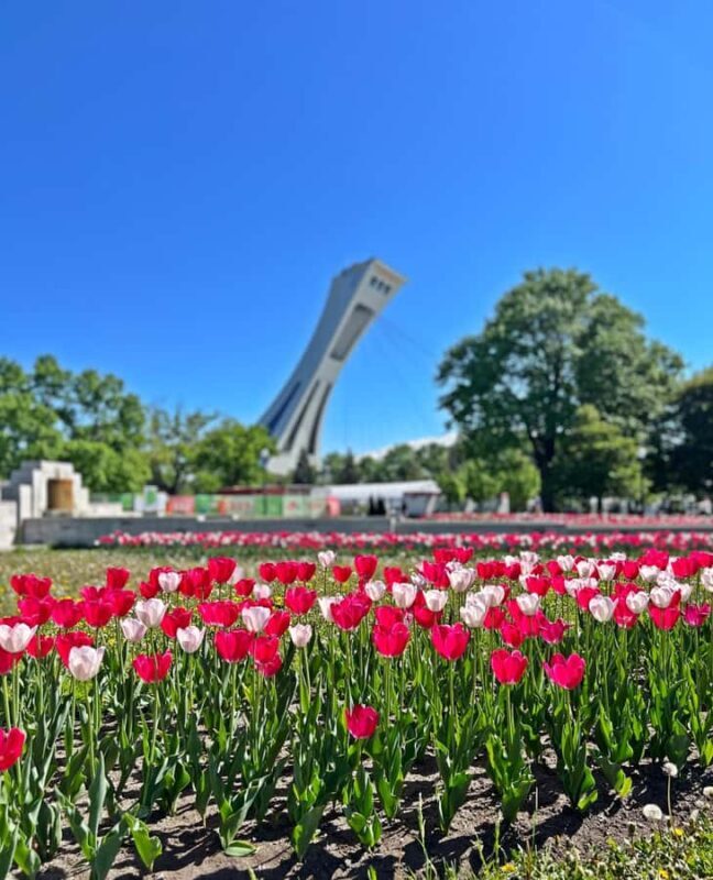 Montreal 3-Hour Private Car Tour with Expert Local Guide - What Makes This Tour Stand Out?