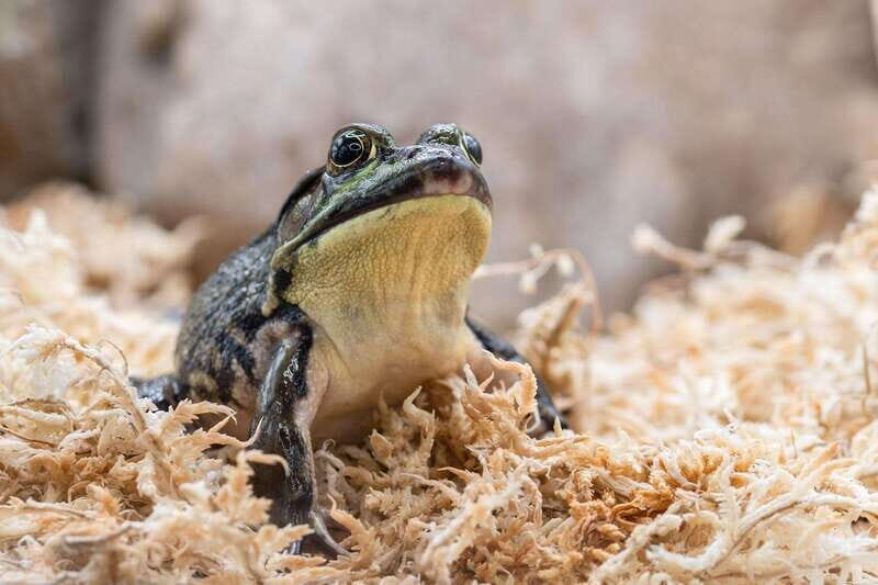 Montreal: Ecomuseum Zoo Entry Ticket - Getting to Know the Ecomuseum Zoo