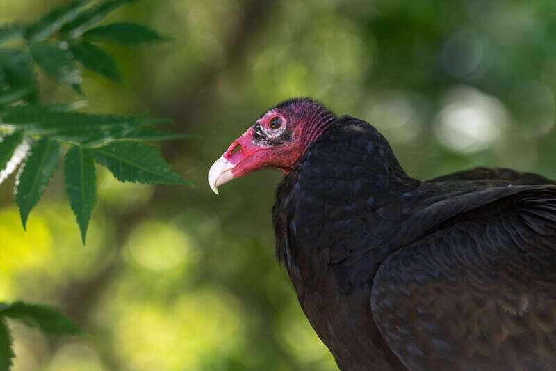 Montreal: Ecomuseum Zoo Entry Ticket - The Experience’s Length and Pace