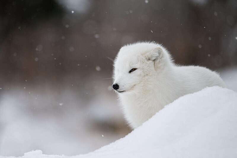 Montreal: Ecomuseum Zoo Entry Ticket - Accessibility and Family-Friendliness