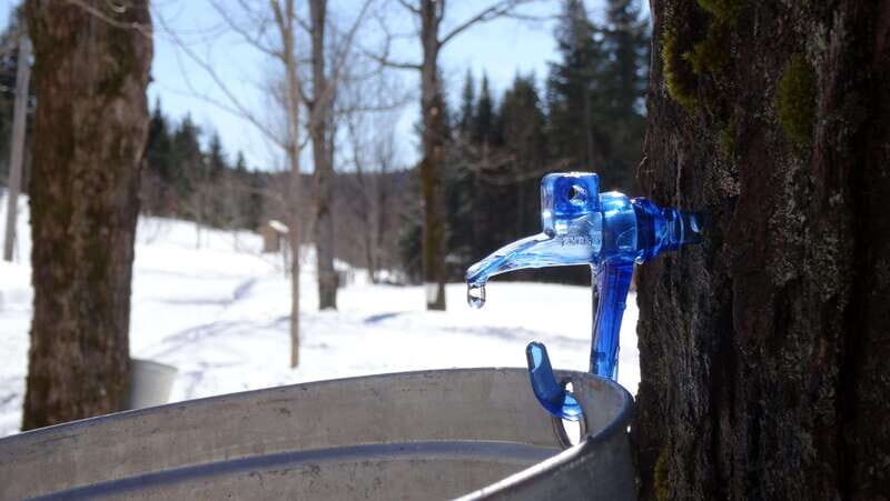 Montréal: Maple Syrup Tasting Conference! - Final Thoughts