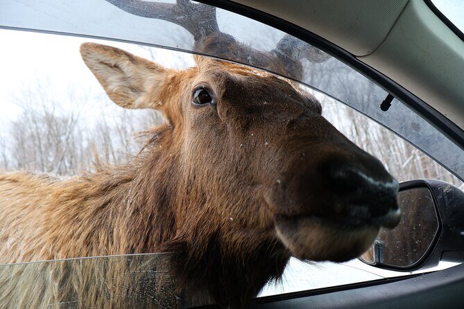 Montreal: Omega Park Canadian Wildlife Safari Adventure - Who Will Enjoy This Tour?