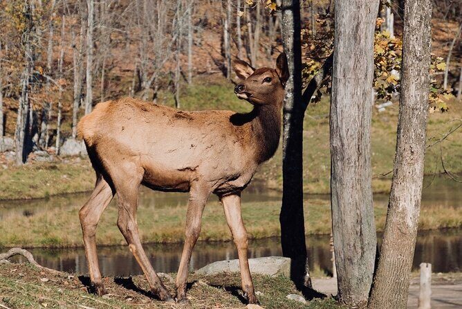 Montreal: Omega Park Canadian Wildlife Safari Adventure - Frequently Asked Questions