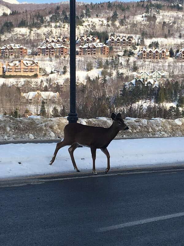 Montreal: Private Day Tour to Mont Tremblant - Who is This Tour Best For?