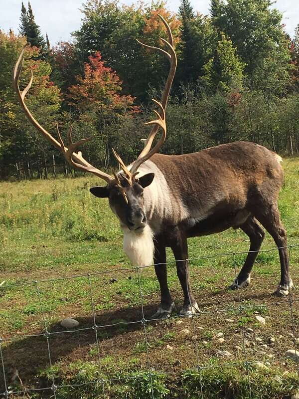 Montreal: Private Day Tour to Parc Omega & Montebello Lodge - What to Expect on This Day Trip