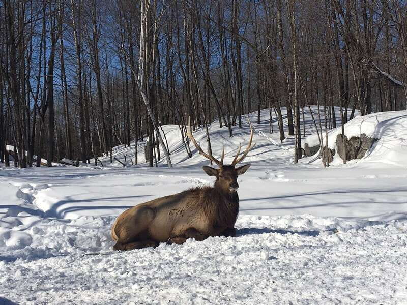 Montreal: Private Day Tour to Parc Omega & Montebello Lodge - Who Is This Tour Best For?