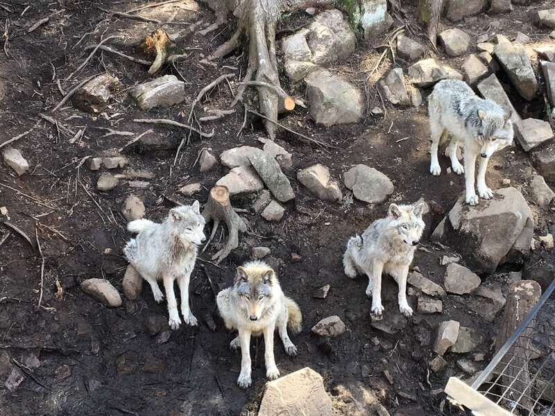 Montreal: Private Day Tour to Parc Omega & Montebello Lodge - FAQ