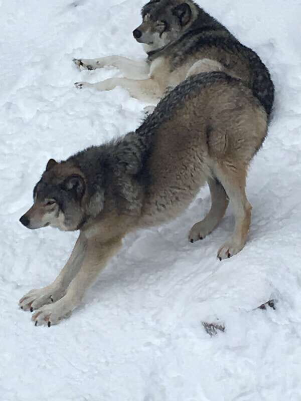 Montreal: Private Day Tour to Parc Omega & Montebello Lodge - Final Thoughts