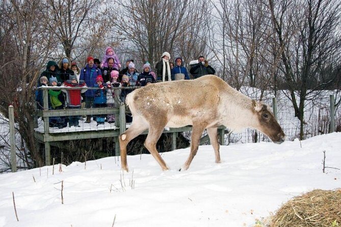 Montreal ZOO, private half day tour - What Is the Montreal ZOO Private Half-Day Tour?