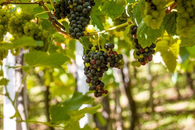 Montserrat & Cava Wineries Day Trip from Barcelona w/ Pickup - The Value of the Tour