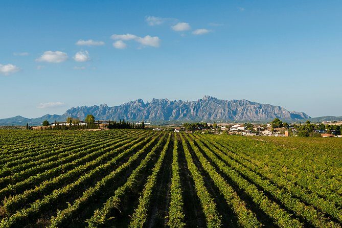 Montserrat,Vineyard, Wine Tasting Small Group Tour & Hotel Pickup - What to Expect from the Transportation