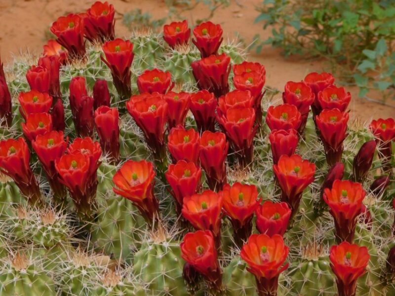 Monument Valley: Scenic 3.5-Hour Cultural Tour - Who Will Love This Tour?