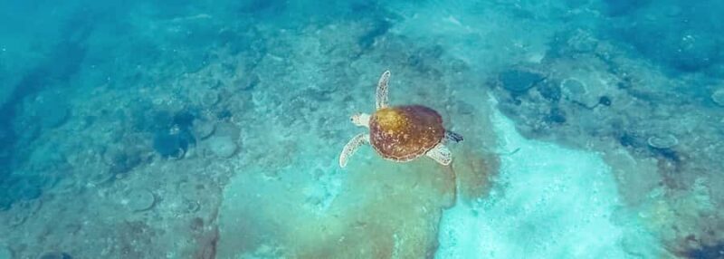 Mooloolaba: Snorkel with Turtles Mudjimba Island - The Actual Marine Life – What You Might See