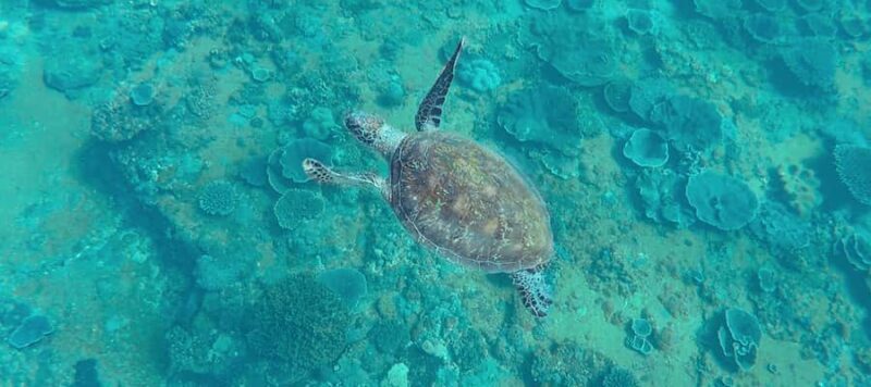 Mooloolaba: Snorkel with Turtles Mudjimba Island - Practical Details: Timing, Duration, and Cost