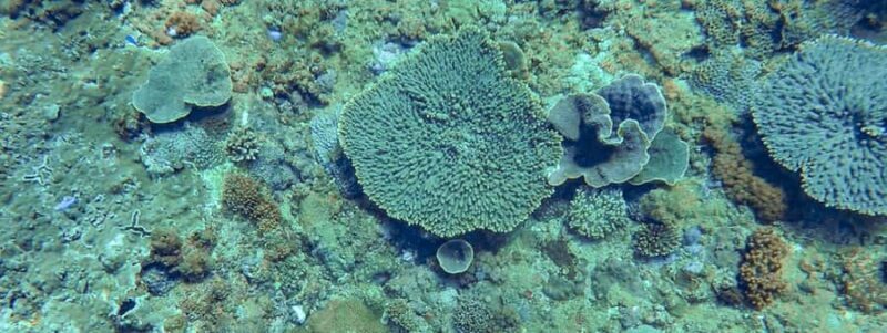 Mooloolaba: Snorkel with Turtles Mudjimba Island - Who Should Book This Tour?