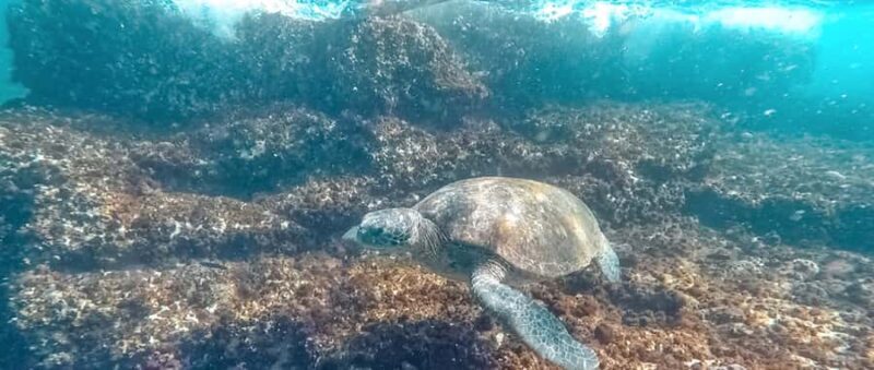 Mooloolaba: Snorkel with Turtles Mudjimba Island - The Value Proposition