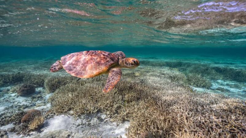 Mooloolaba: Turtle Snorkel & Swim at Mudjimba Island - Key Points