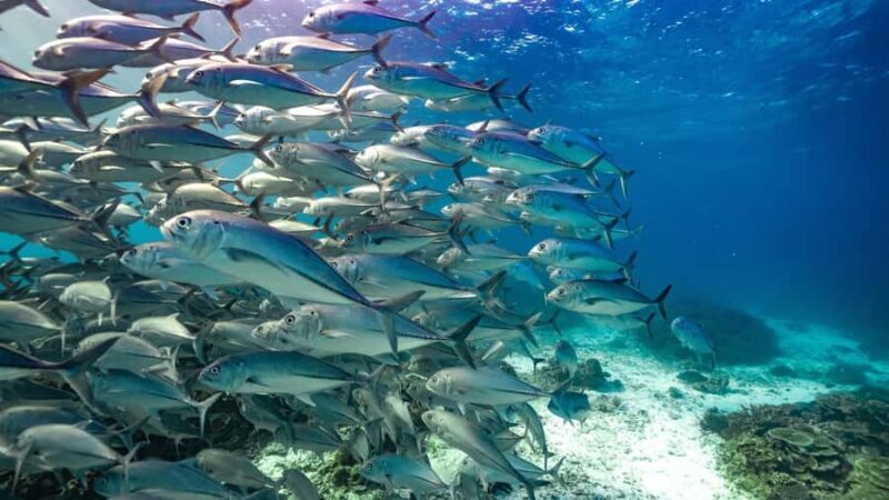 Mooloolaba: Turtle Snorkel & Swim at Mudjimba Island - Why This Snorkelling Tour Stands Out