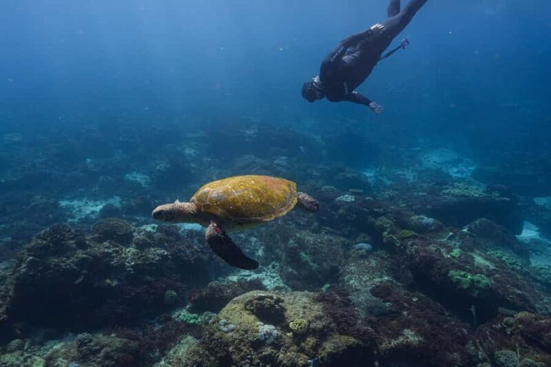 Mooloolaba: Turtle Snorkel & Swim at Mudjimba Island - What Makes This Tour Unique
