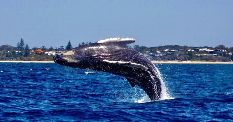 Mooloolaba: Whale Watching Cruise - The Experience for Different Travelers