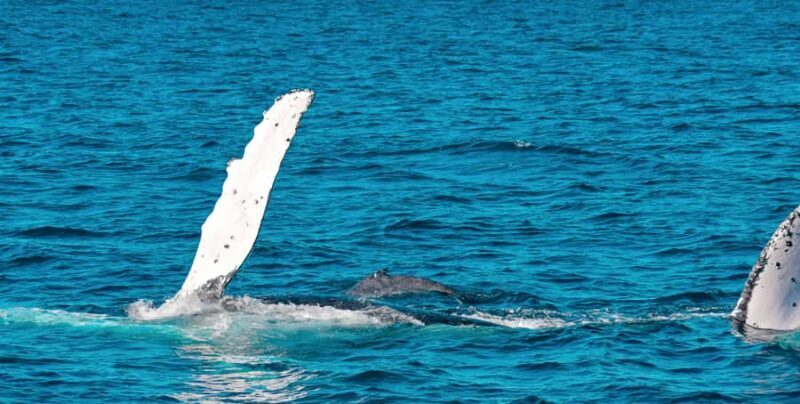 Mooloolaba: Whale Watching Cruise - Key Points