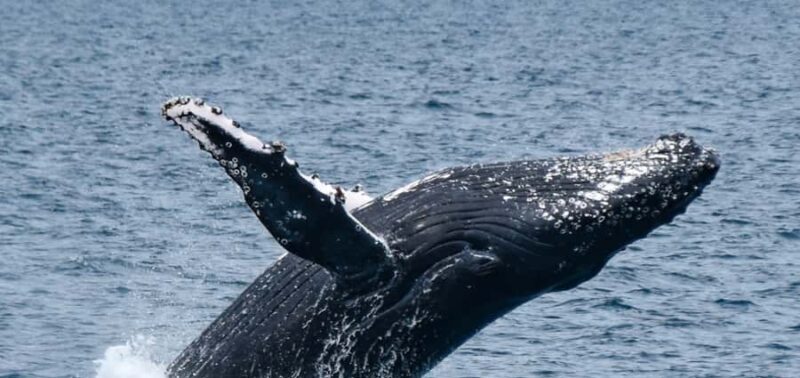 Mooloolaba: Whale Watching Cruise - What to Expect on Your Whale Watching Cruise
